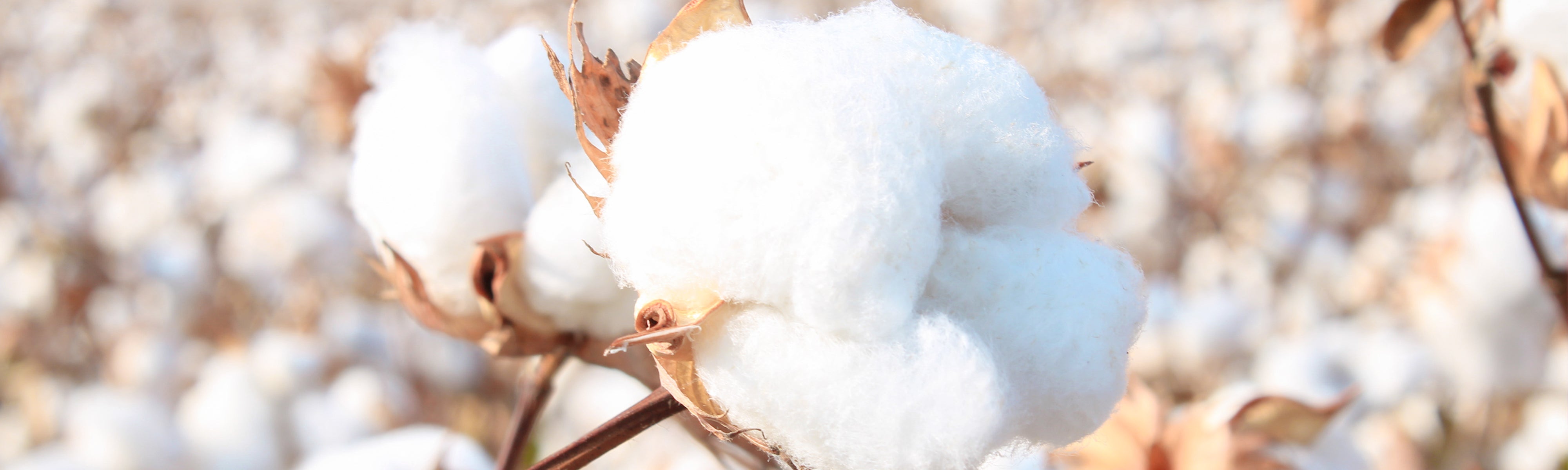 Unscented Laundry Detergent